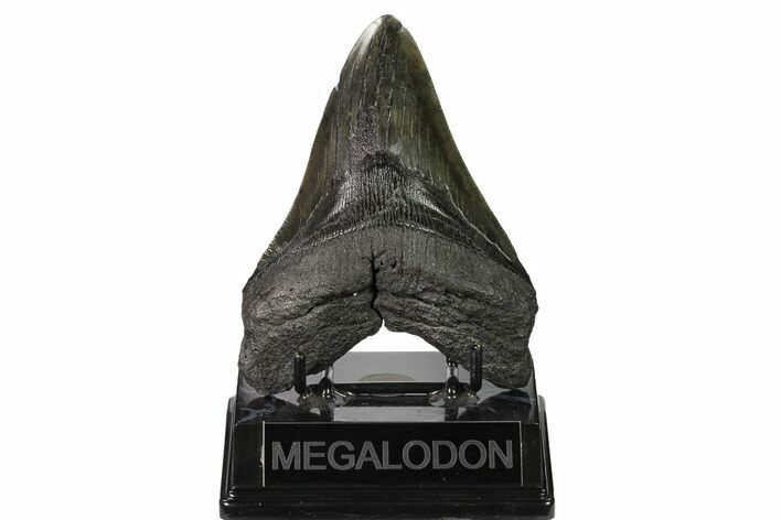 Fossil Megalodon Tooth - South Carolina #164291